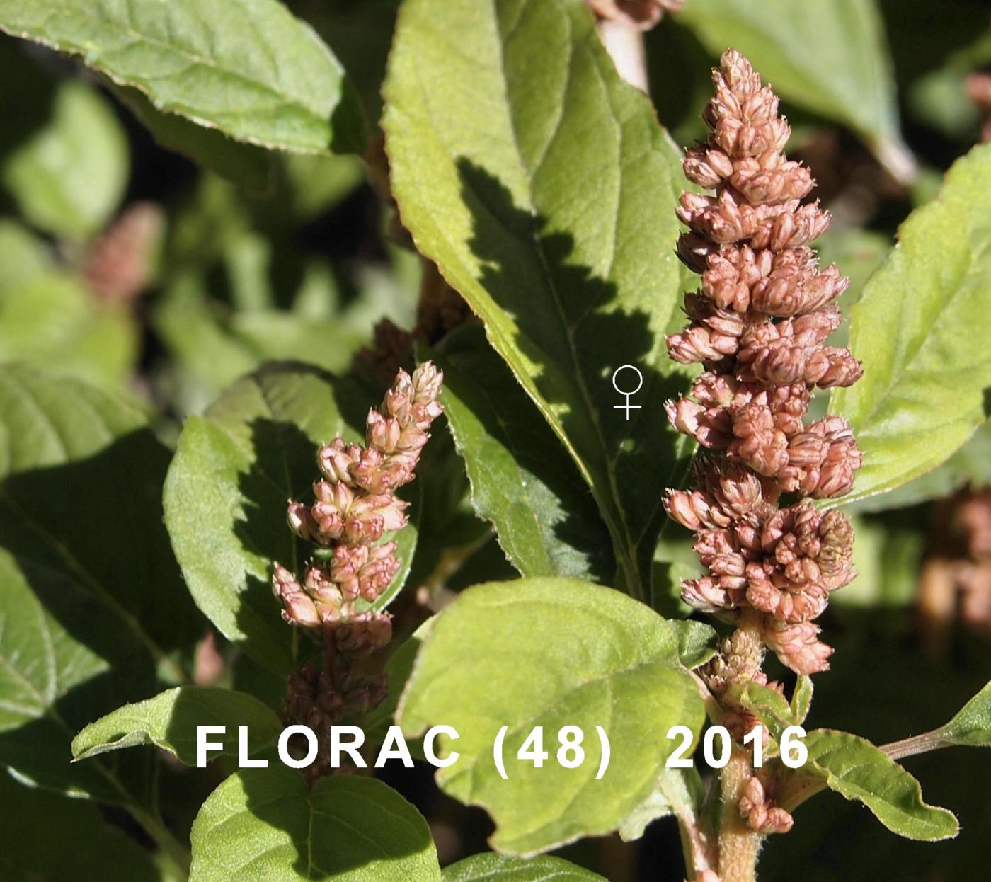 Pigweed, Perennial flower